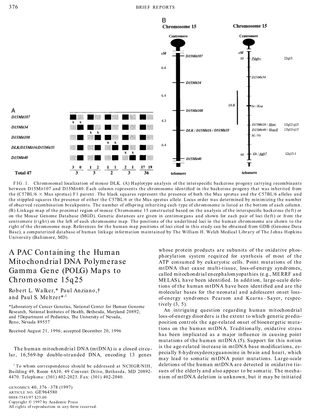 A PAC Containing the Human Mitochondrial DNA