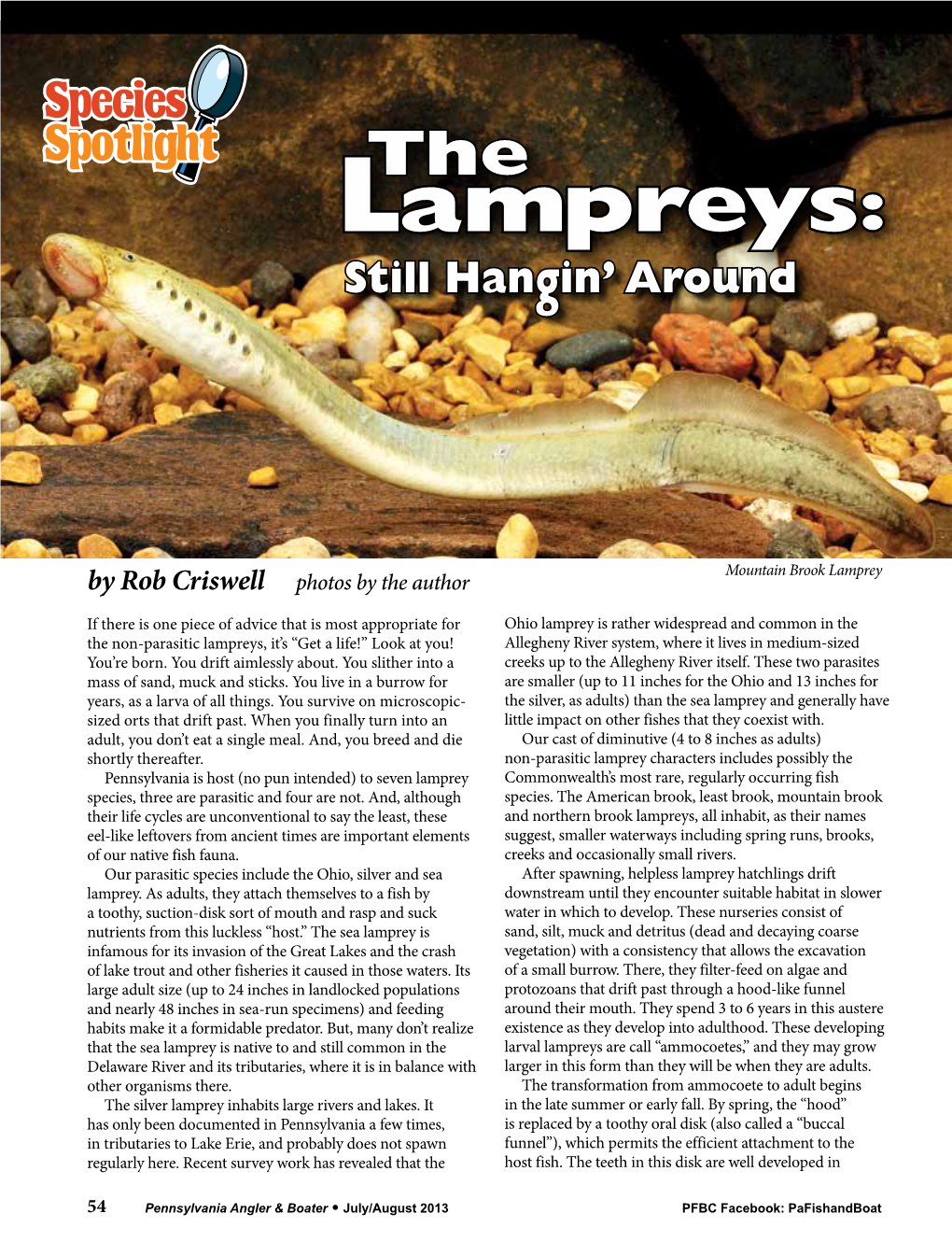 Lampreys: Still Hangin’ Around