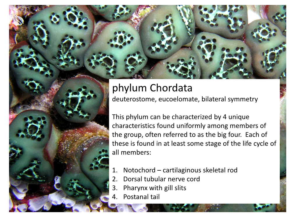 Phylum Chordata Deuterostome, Eucoelomate, Bilateral Symmetry