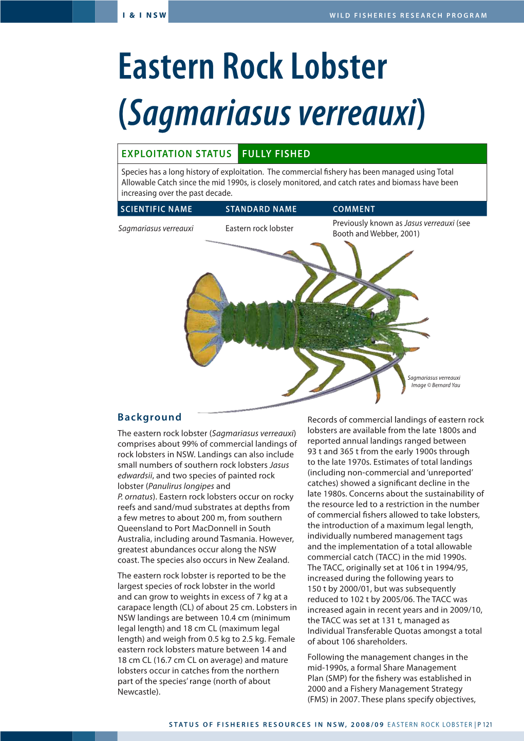 Eastern Rock Lobster (Sagmariasus Verreauxi)