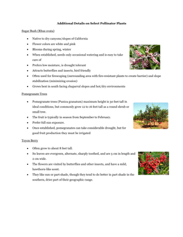 Additional Details on Select Pollinator Plants Sugar Bush (Rhus Ovata