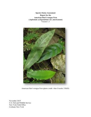 Species Status Assessment for American Hart's-Tongue Fern