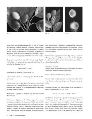 Drupe. Fruit with a Hard Endocarp (Figs. 67 and 71-73); E.G., and Sterculiaceae (Helicteres Guazumaefolia, Sterculia)