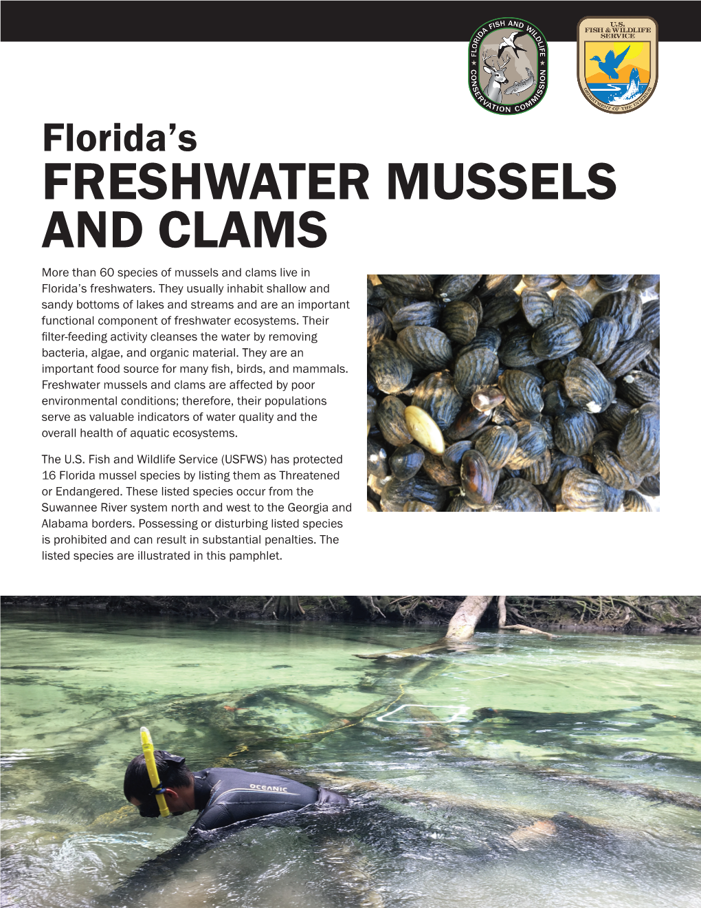 Florida's Freshwater Mussels and Clams