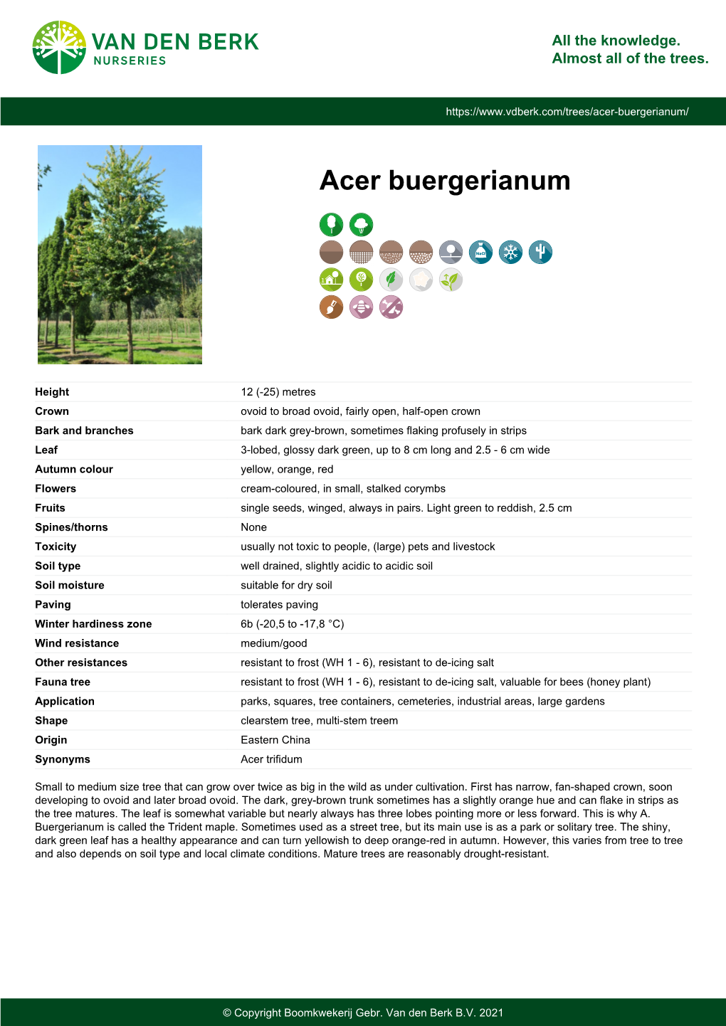 Acer Buergerianum