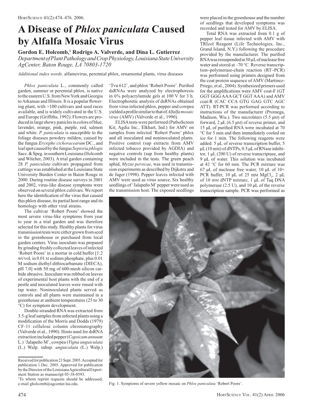 A Disease of Phlox Paniculata Caused by Alfalfa Mosaic Virus
