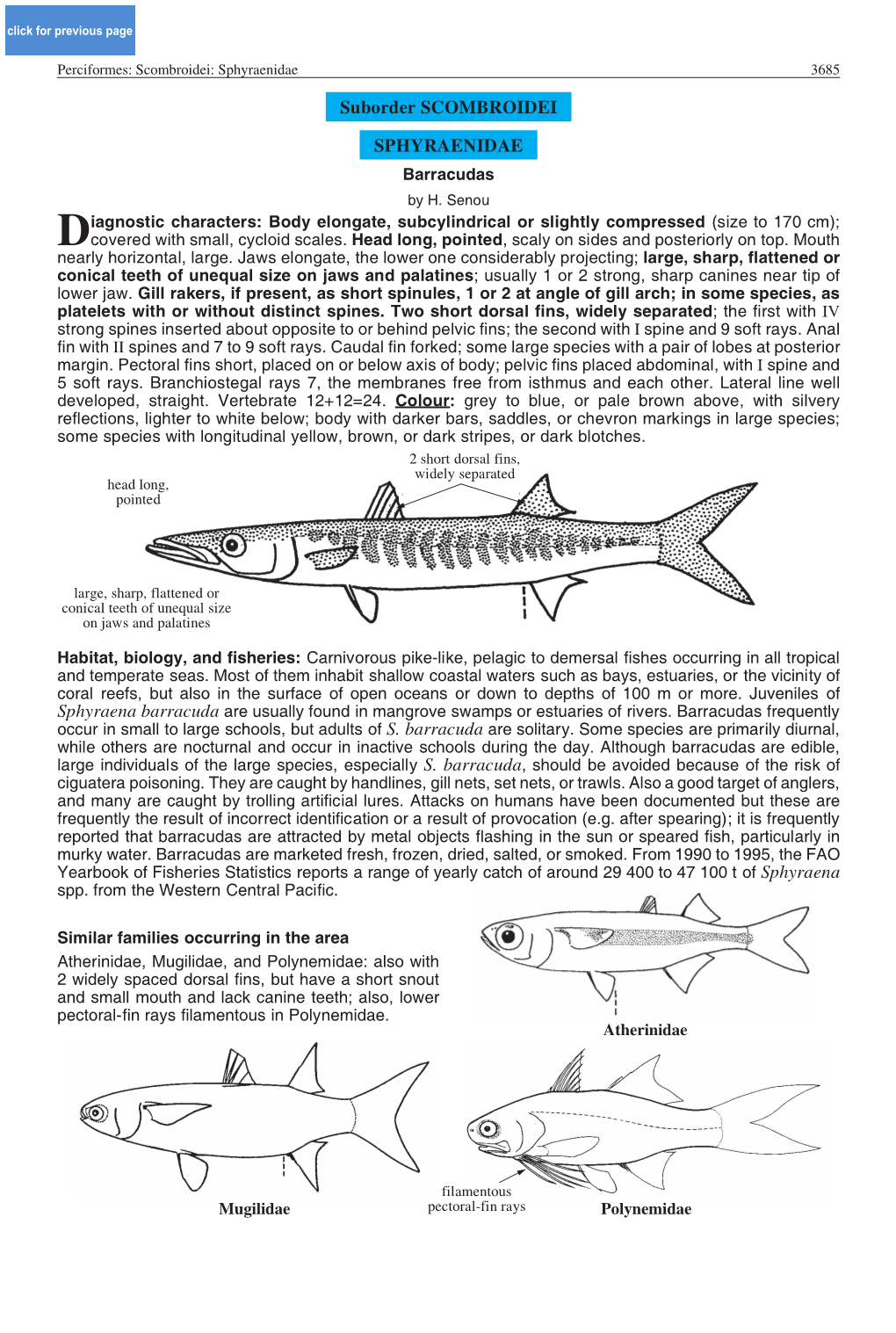 Sphyraena Barracuda Are Usually Found in Mangrove Swamps Or Estuaries of Rivers