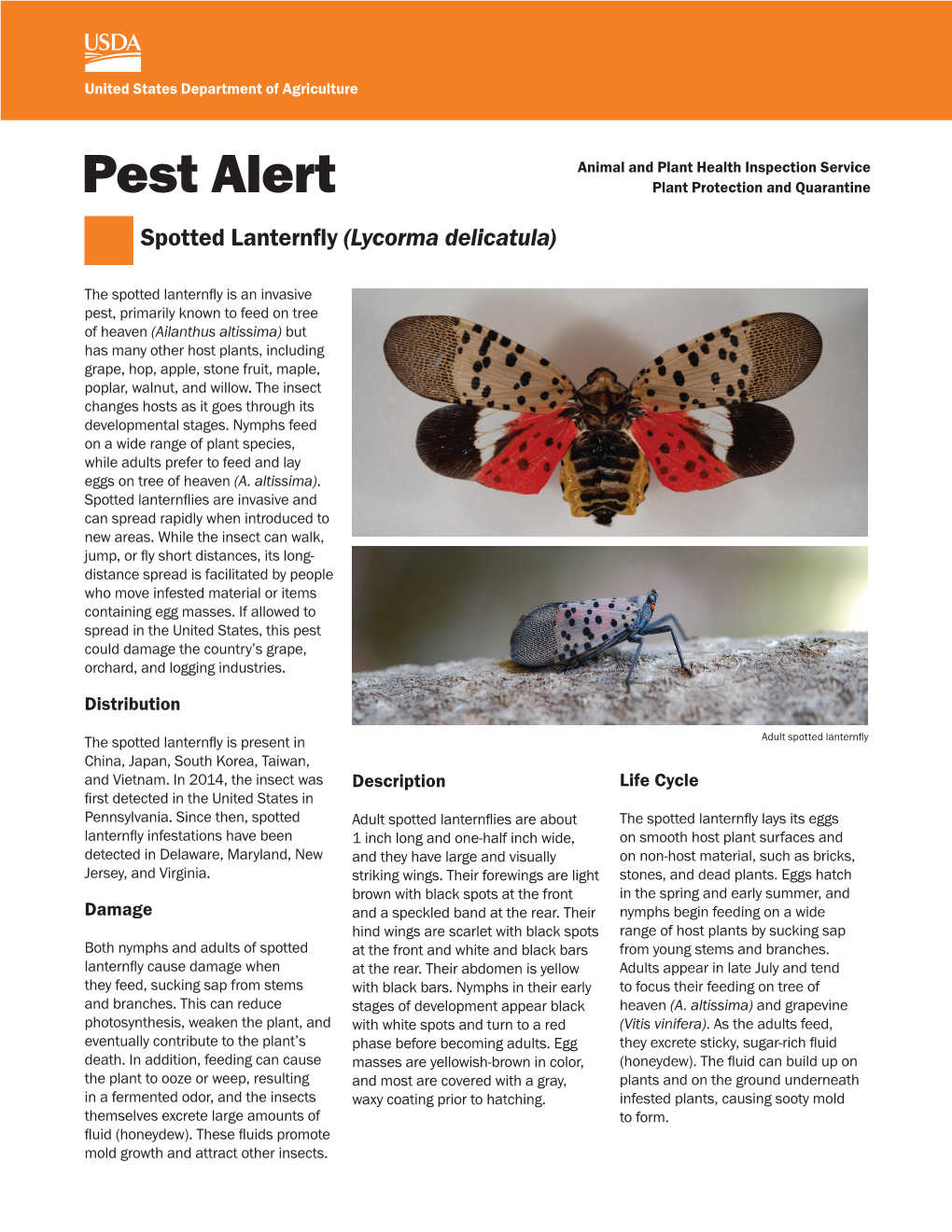 Pest Alert: Spotted Lanternfly (Lycorma Delicatula)
