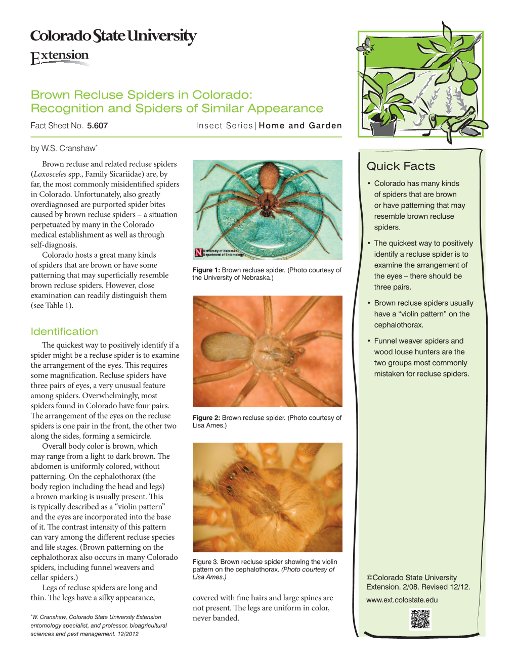 Brown Recluse Spiders in Colorado: Recognition and Spiders of Similar Appearance Fact Sheet No