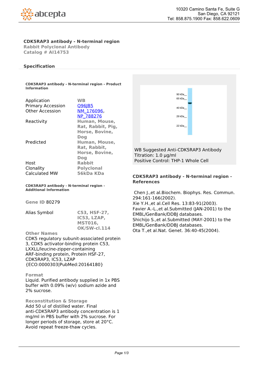 CDK5RAP3 Antibody - N-Terminal Region Rabbit Polyclonal Antibody Catalog # AI14753