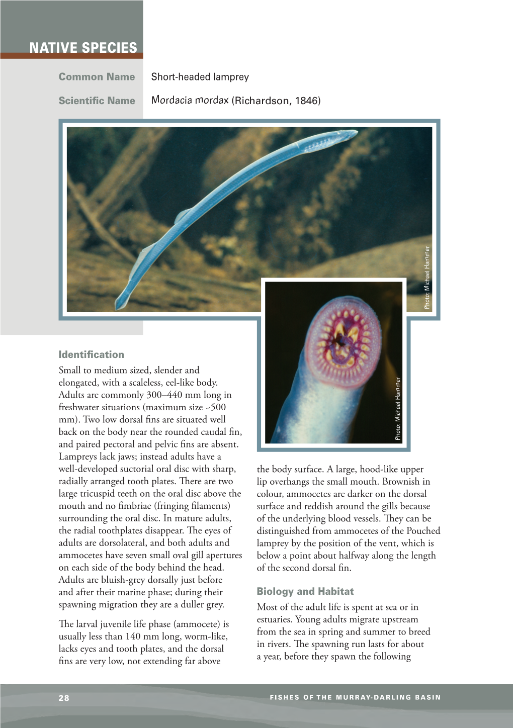 Factsheet Native Short-Headed Lamprey