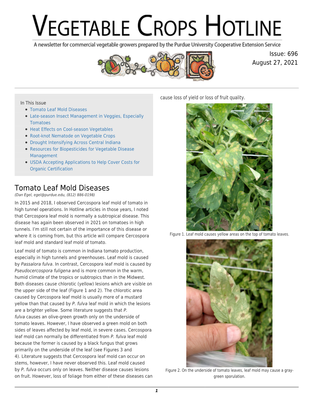 Tomato Leaf Mold Diseases