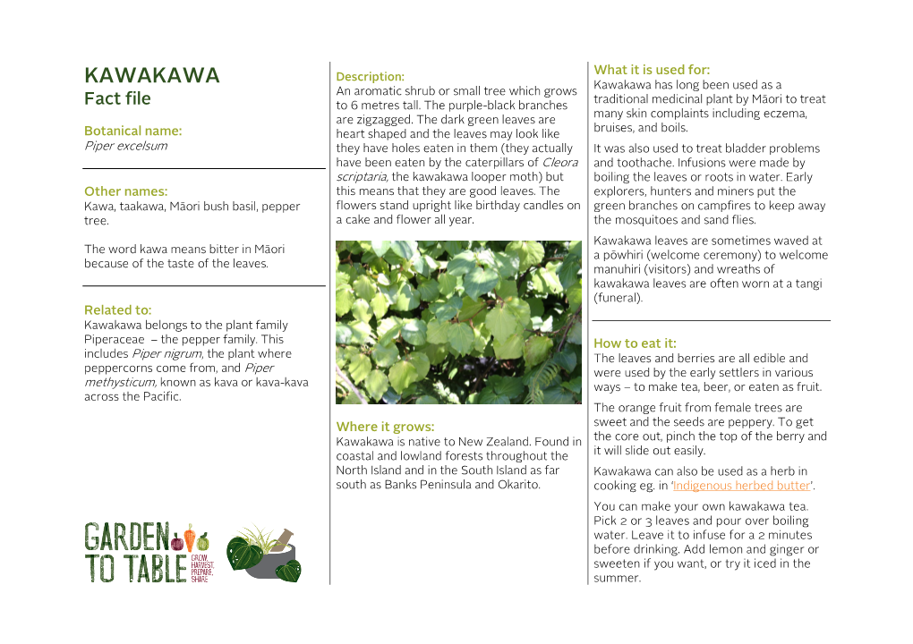 KAWAKAWA Kawakawa Has Long Been Used As a an Aromatic Shrub Or Small Tree Which Grows Traditional Medicinal Plant by Māori to Treat Fact File to 6 Metres Tall