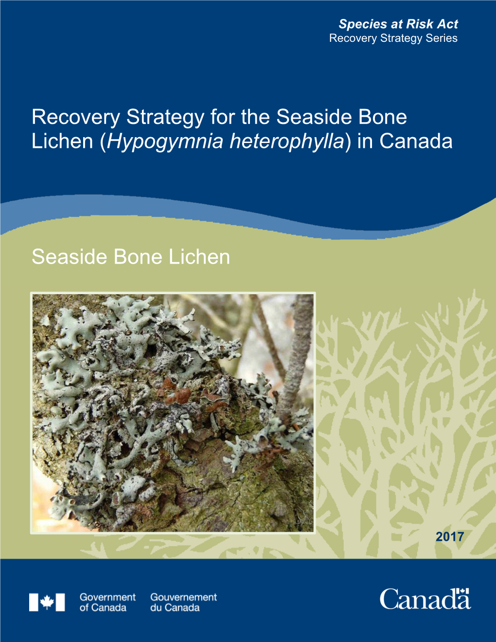 Seaside Bone Lichen (Hypogymnia Heterophylla) in Canada