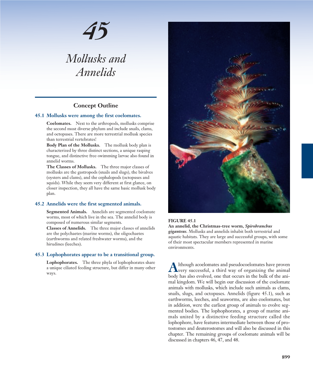 Mollusks and Annelids