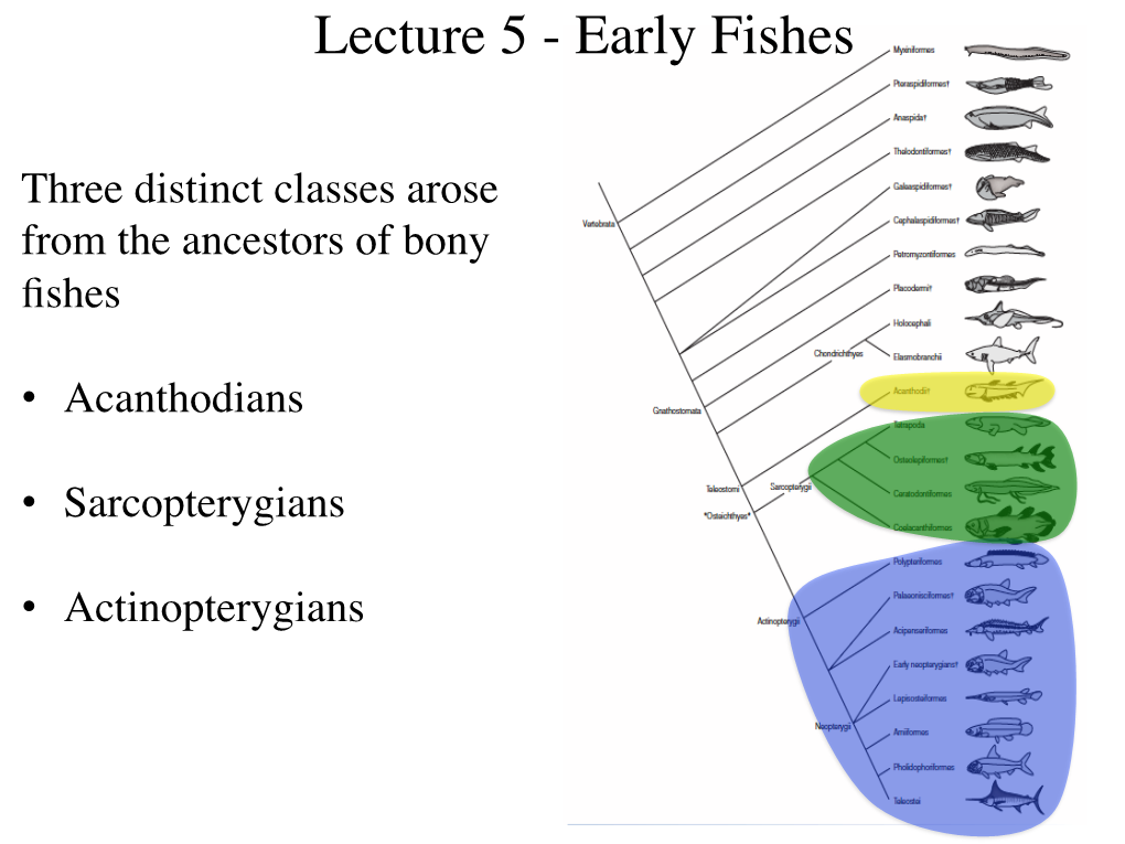 Lecture 5 - Early Fishes