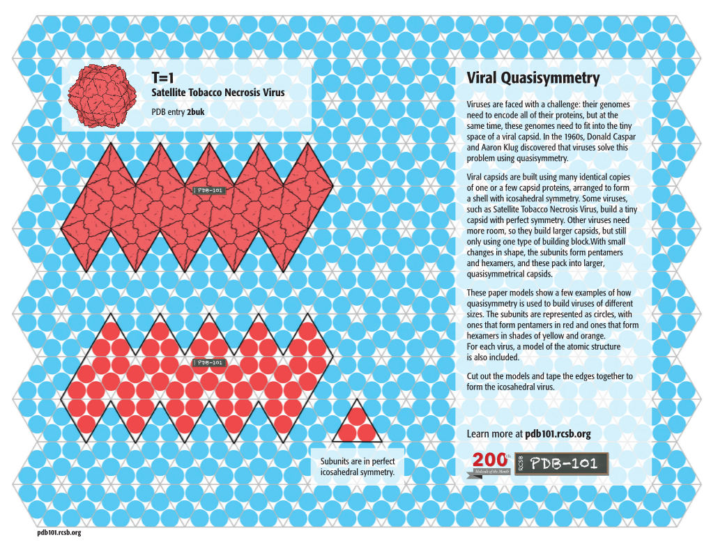 T=1 Viral Quasisymmetry