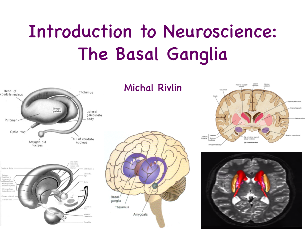 Introduction to Neuroscience: the Basal Ganglia