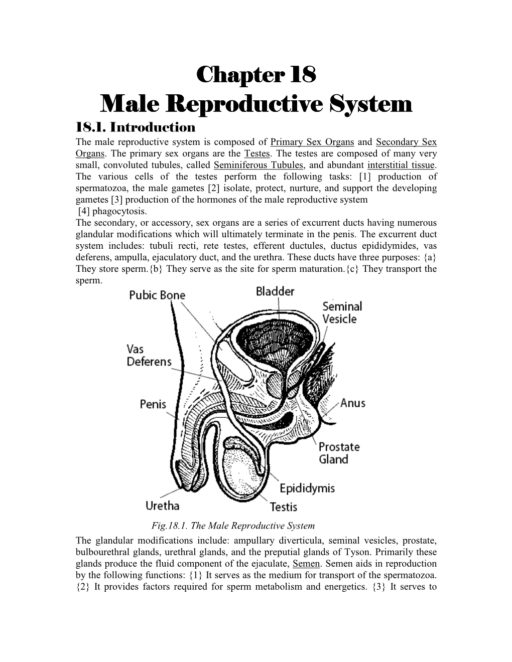 Male Reproductive System Male Reproductive