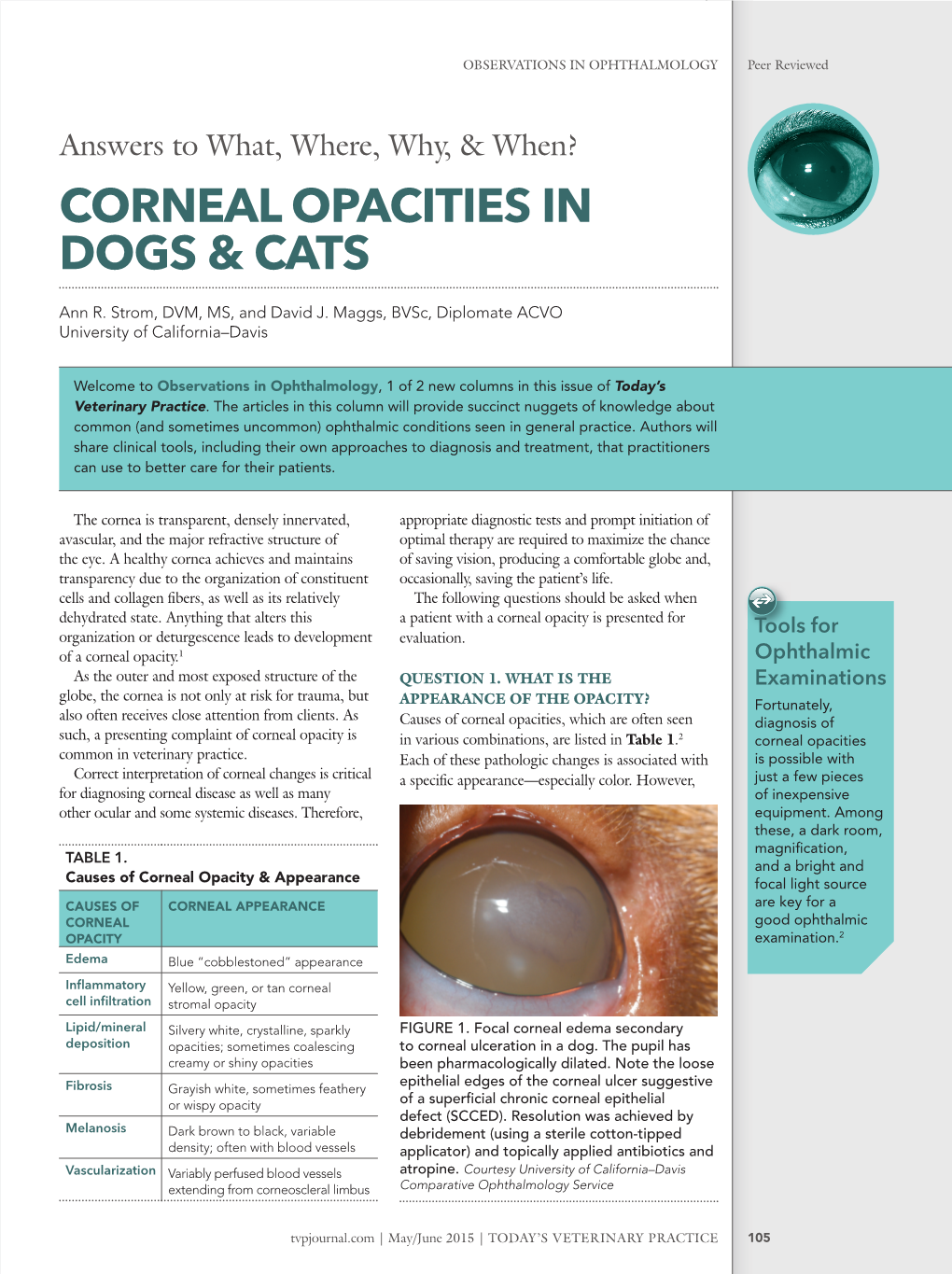 Corneal Opacities in Dogs & Cats