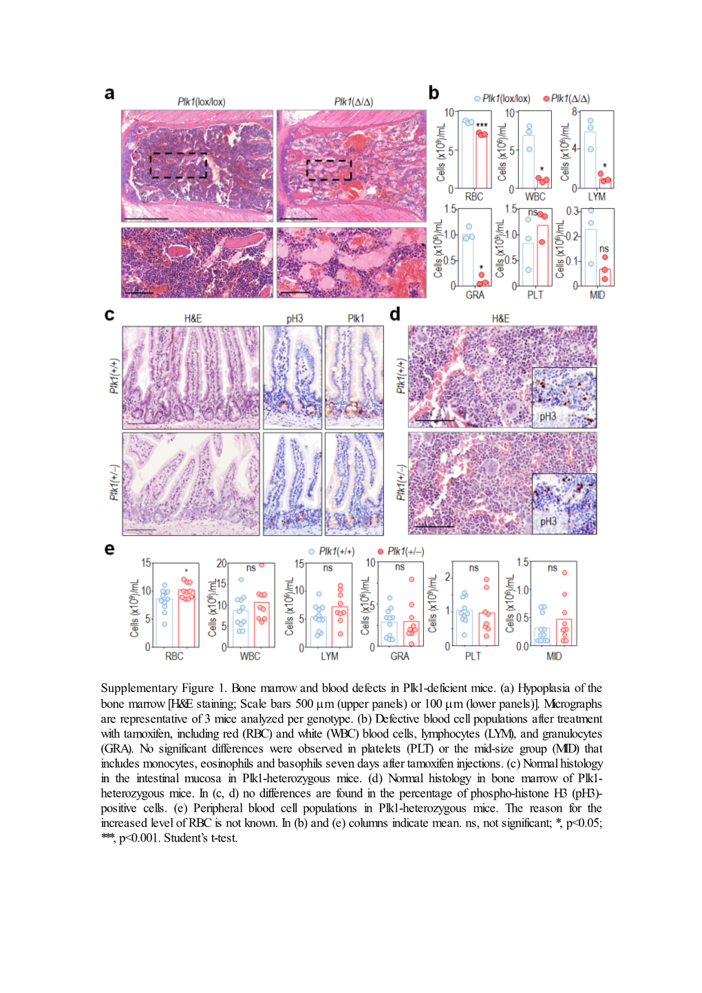 Supplementary Figure 1. Bone Marrow and Blood Defects in Plk1-Deficient Mice