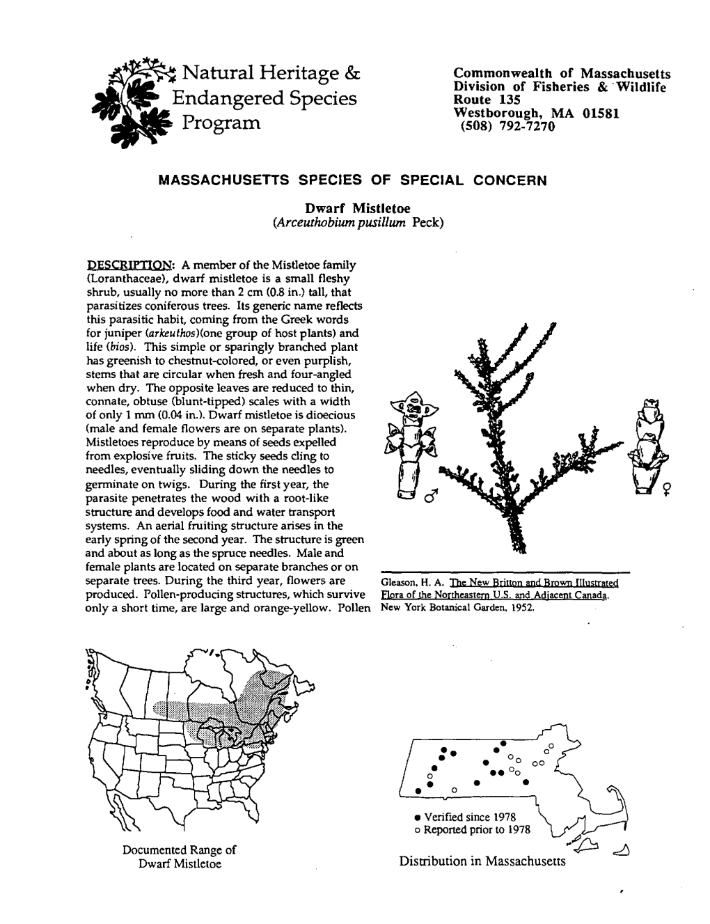 Dwarf Mistletoe (Arceuthobium Pusillum Peck)