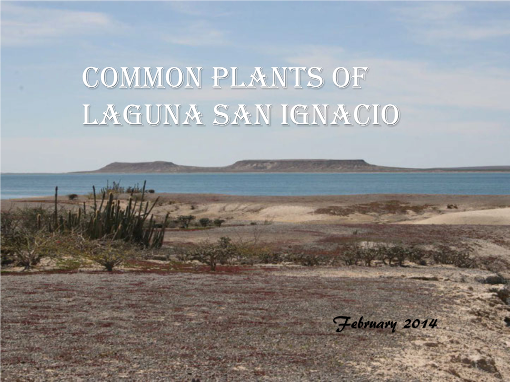 Common Plants of Laguna San Ignacio