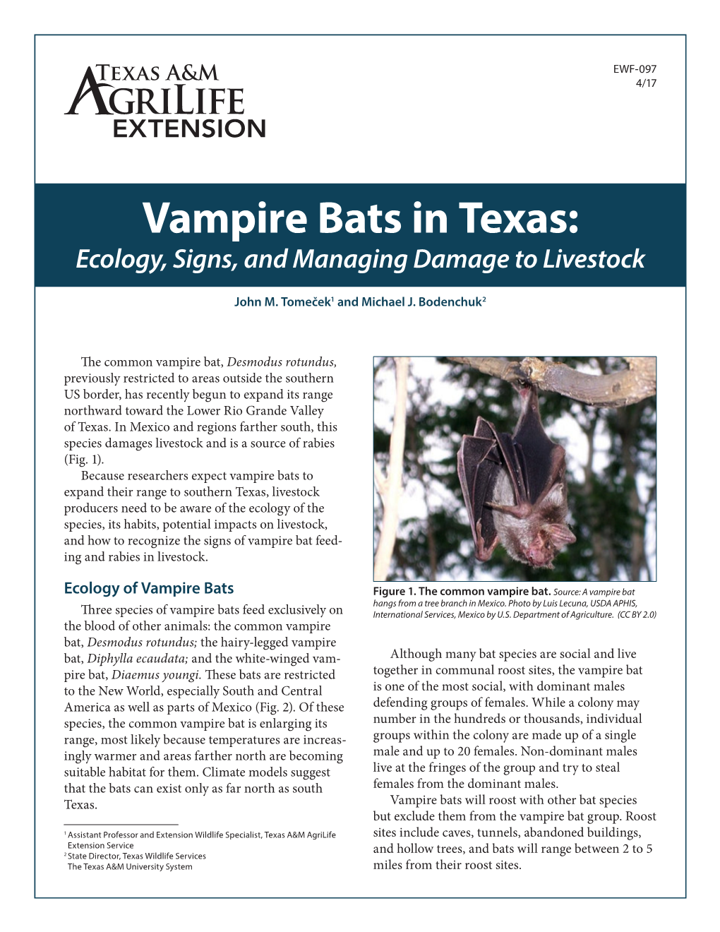 Vampire Bats in Texas: Ecology, Signs, and Managing Damage to Livestock