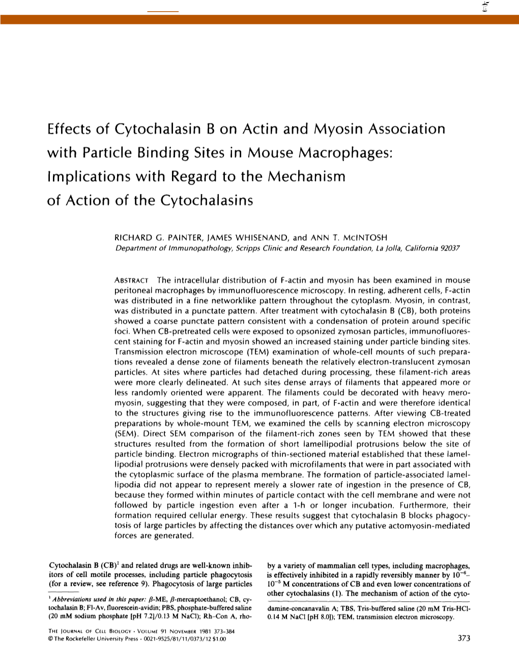 Effects of Cytochalasin B on Actin and Myosin Association With