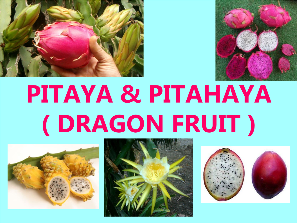 Pitaya ( Dragon Fruit )