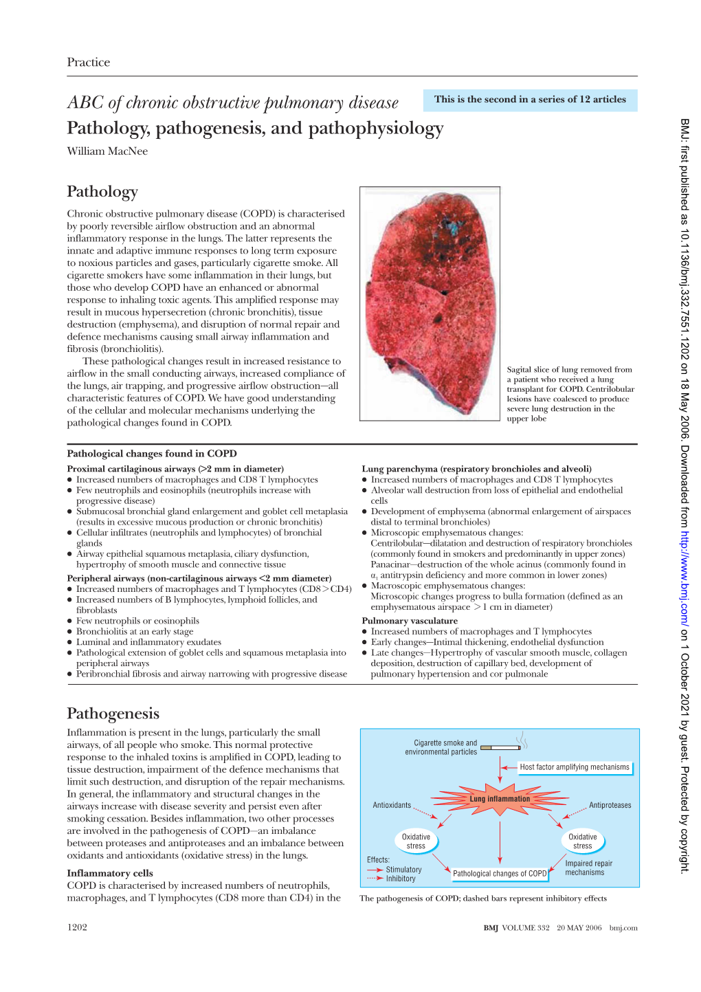 ABC of Chronic Obstructive Pulmonary Disease Pathology, Pathogenesis