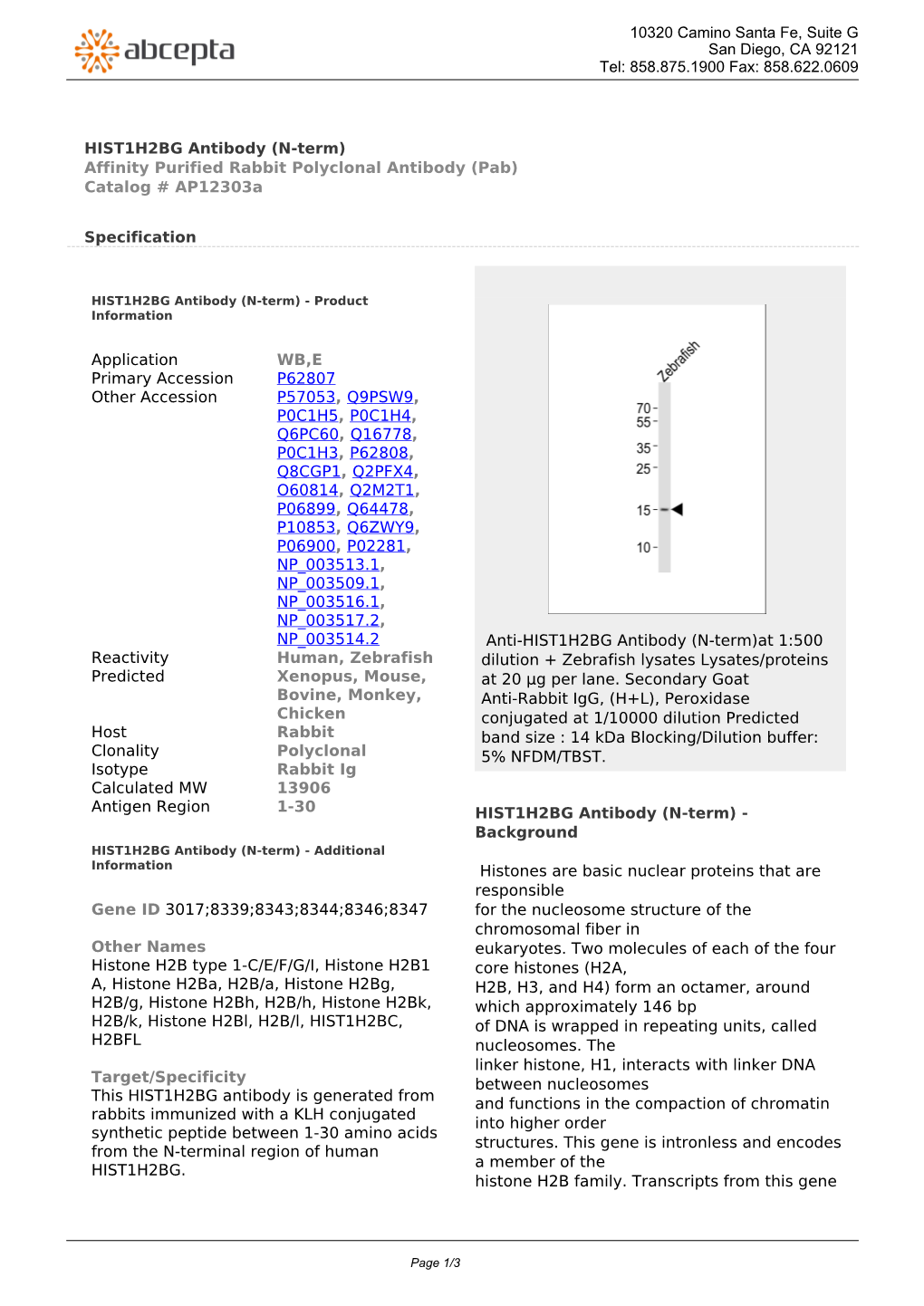 HIST1H2BG Antibody (N-Term) Affinity Purified Rabbit Polyclonal Antibody (Pab) Catalog # Ap12303a