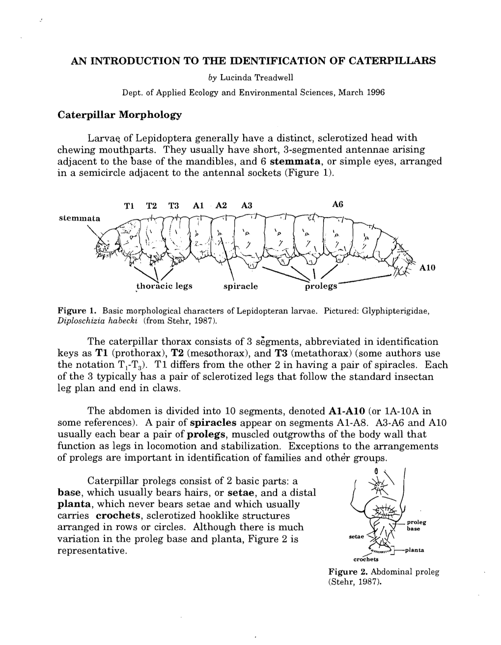 AN INTRODUCTION to the IDENTIFICATION of CATERPILLARS by Lucinda Treadwell Dept