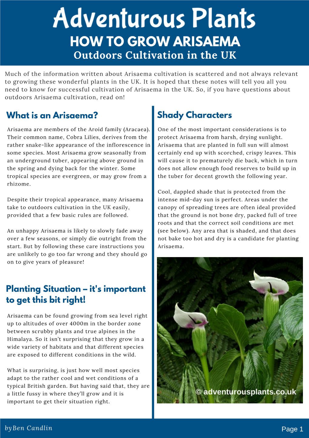 HOW to GROW ARISAEMA Outdoors Cultivation in the UK