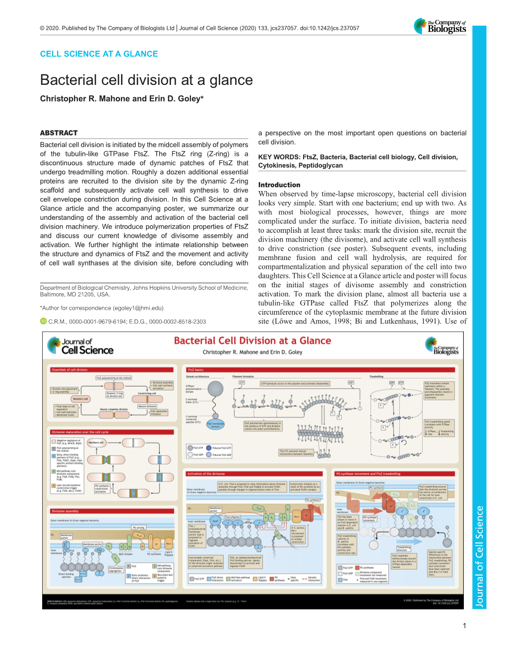 Bacterial Cell Division at a Glance Christopher R