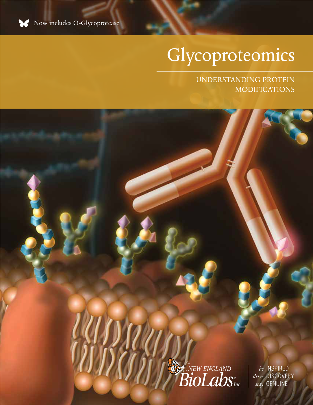 Glycoproteomics Understanding Protein Modifications