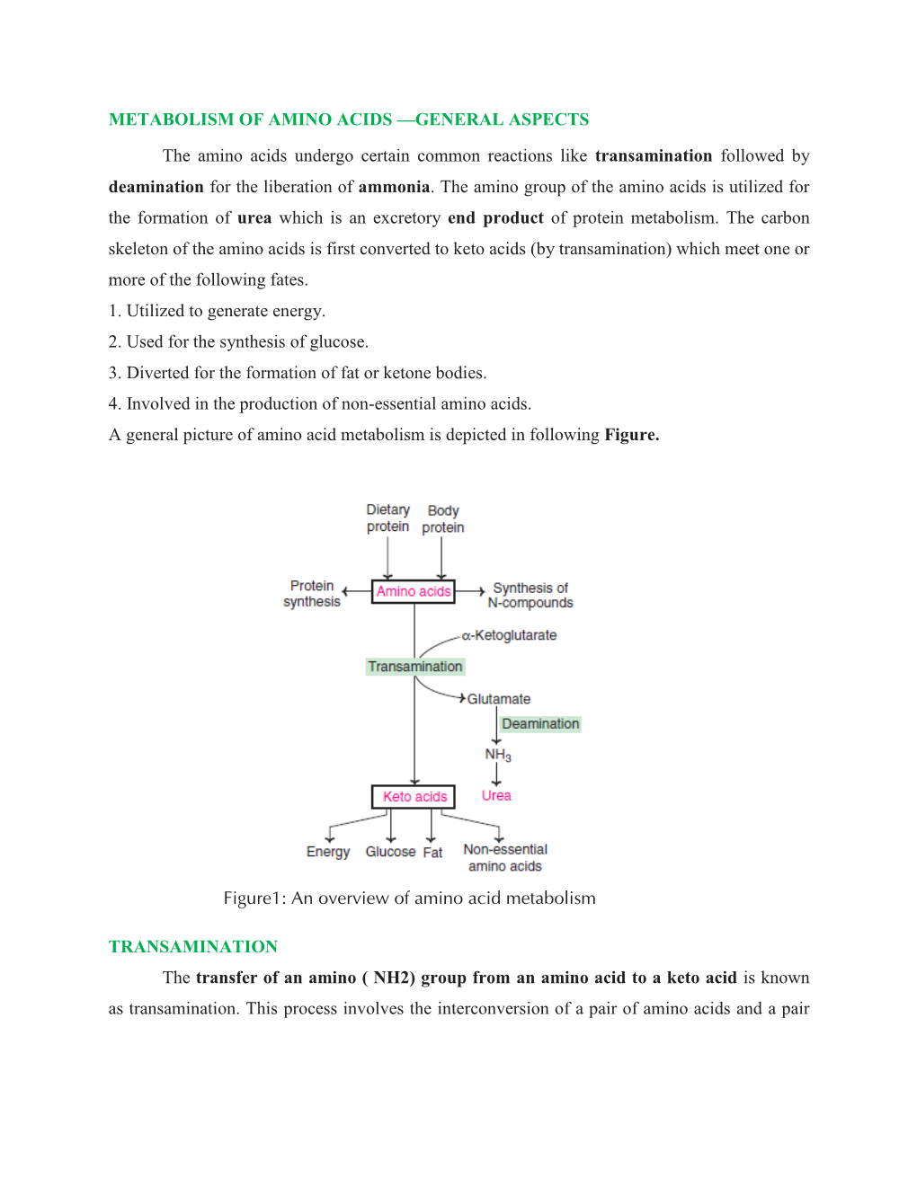 Metabolism of Amino Acids —General Aspects