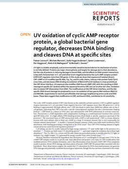UV Oxidation of Cyclic AMP Receptor Protein, a Global Bacterial Gene