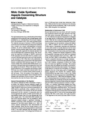 Nitric Oxide Synthase: Aspects Concerning Structure and Catalysis