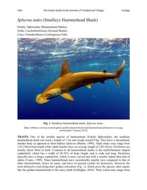 Sphyrna Tudes (Smalleye Hammerhead Shark)