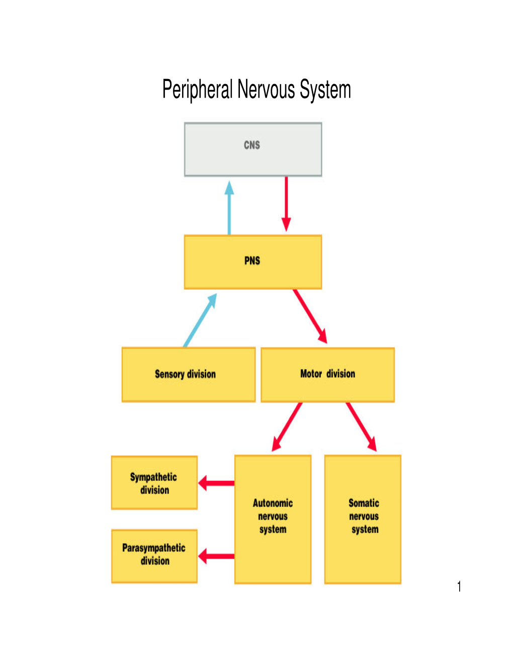 Peripheral Nervous System