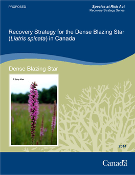 Dense Blazing Star (Liatris Spicata) in Canada