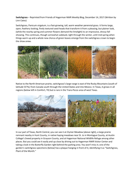 Switchgrass – Reprinted from Friends of Hagerman NWR Weekly Blog, December 14, 2017 (Written by Linn Cates)