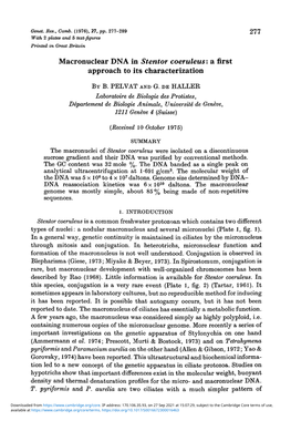 Macronuclear DNA in Stentor Coeruleus: a First Approach to Its Characterization