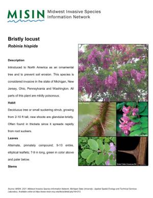 Bristly Locust Robinia Hispida