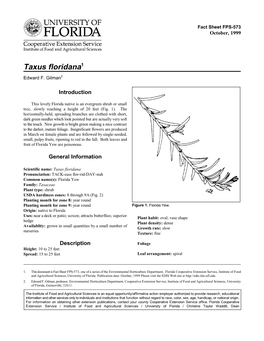 Florida Yew (Taxus Floridana)