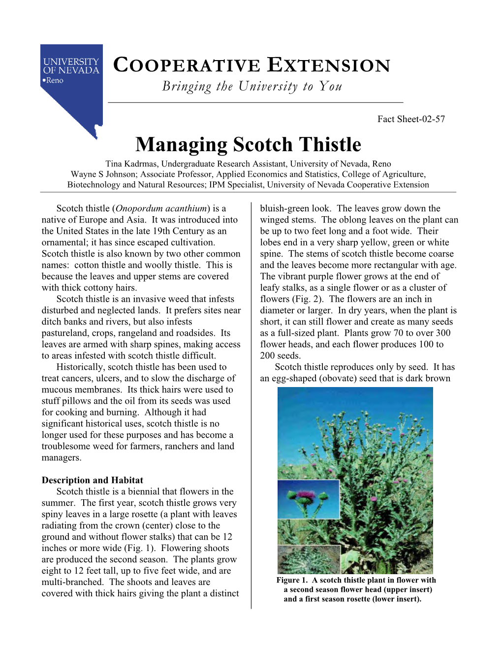 Managing Scotch Thistle