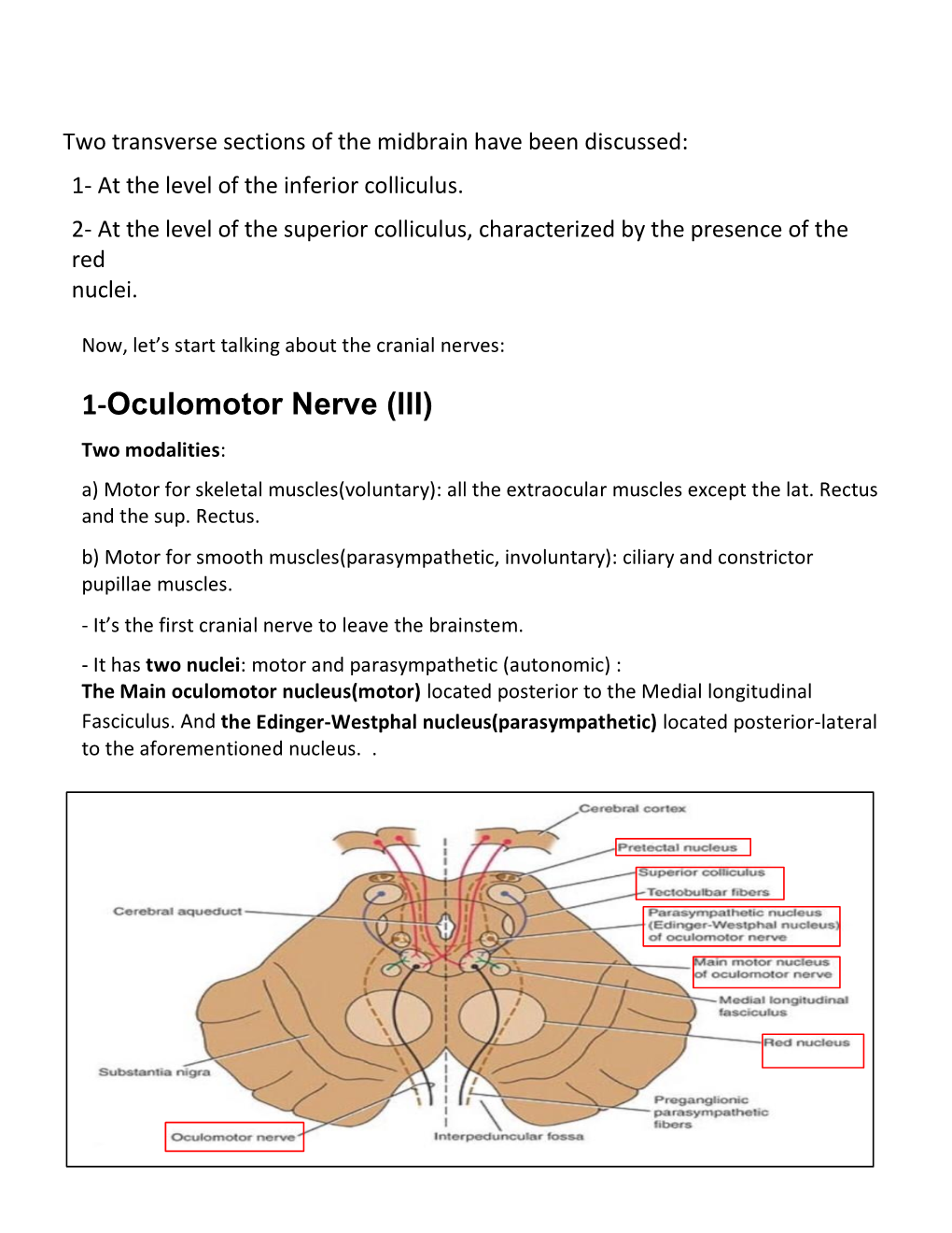 1-Oculomotor Nerve (III)