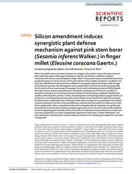Silicon Amendment Induces Synergistic Plant Defense Mechanism Against Pink Stem Borer (Sesamia Inferens Walker.) in Finger Mille