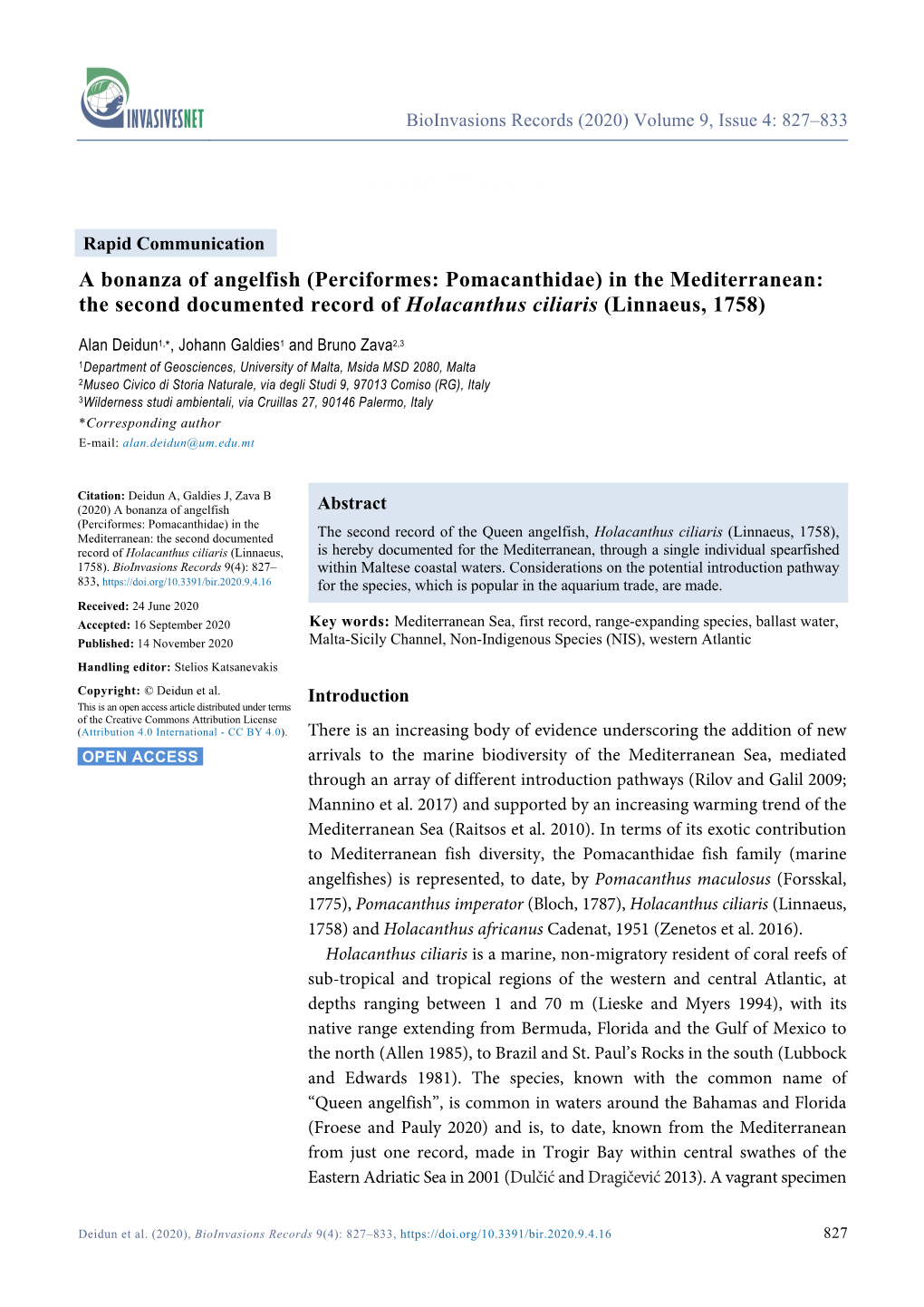 A Bonanza of Angelfish (Perciformes: Pomacanthidae) in the Mediterranean: the Second Documented Record of Holacanthus Ciliaris (Linnaeus, 1758)